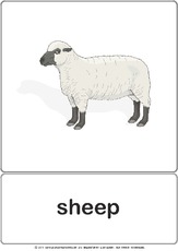 Bildkarte - sheep.pdf